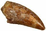 Serrated Raptor Tooth - Real Dinosaur Tooth #300954-1